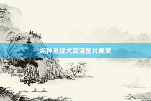 纯种灵缇犬高清图片观赏