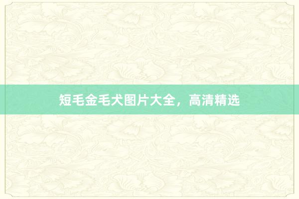 短毛金毛犬图片大全，高清精选